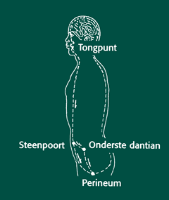 Kleine circulatie
